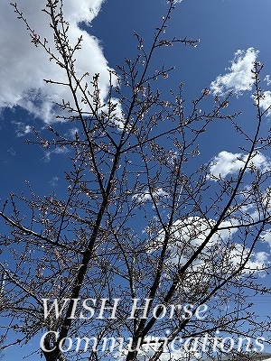 河津桜
