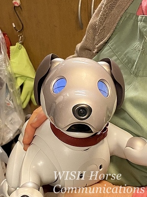 AIBO