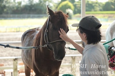 馬とのコミュニケーションを学ぼう