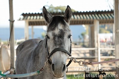 馬の販売