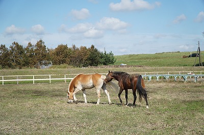 仲良く遊ぶ馬を眺めているのはとても幸せ