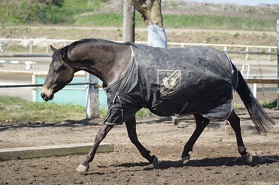 乗馬は安心