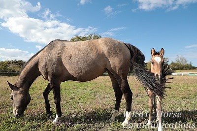 馬の心身を守る