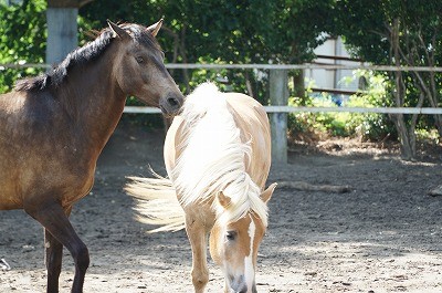 光り輝く馬