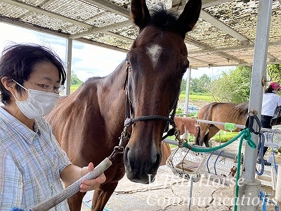 甘える馬