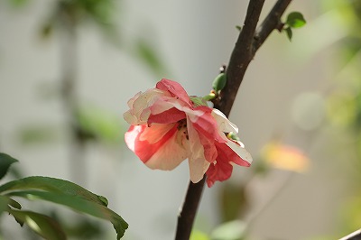 ボケの花