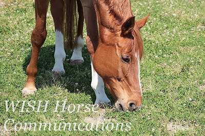 乗馬の方法