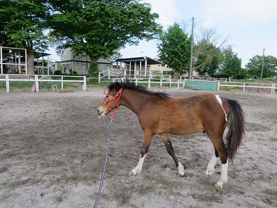 新馬調教　相手に気持ちを伝えるには
