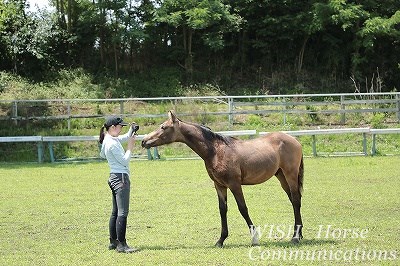 柏南高校馬術部