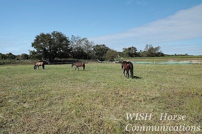 ウィッシュホースコミュニケーションズの風景