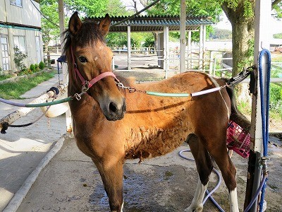 新馬調教　お尻に抵抗を見せる馬