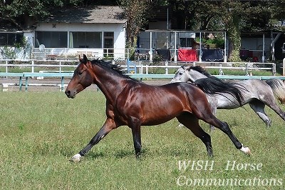 健康でよく調教された馬をパートナーに！