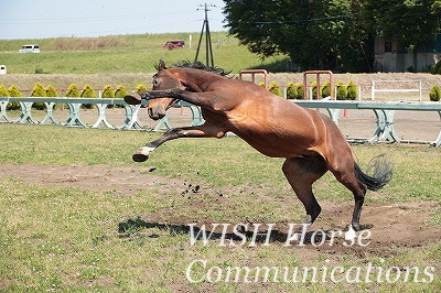 喜ぶ馬