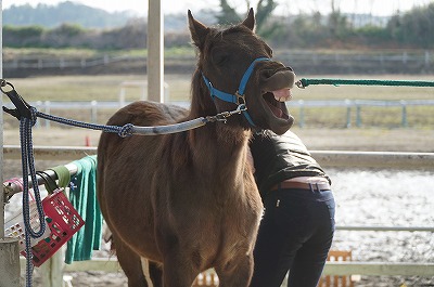 馬との喜び