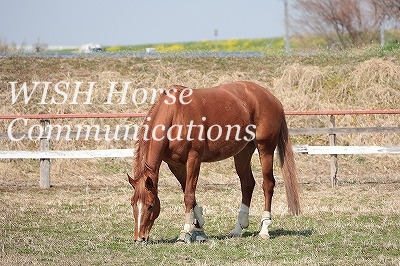 馬の信頼
