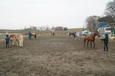 馬とのグランドワークの練習ができます