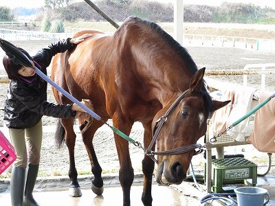 馬の恍惚の表情