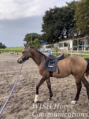 愛馬精神の乗馬