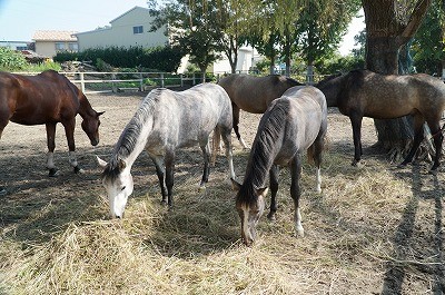 馬達の秋の日