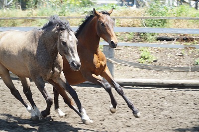 生き生きとした馬達