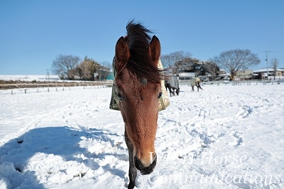 乗馬は説明力