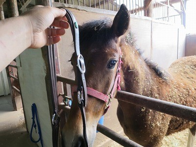 新馬調教　無口のつけ外しに許可をもらう