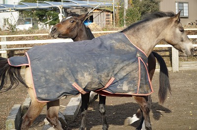 馬とのコミュニケーション