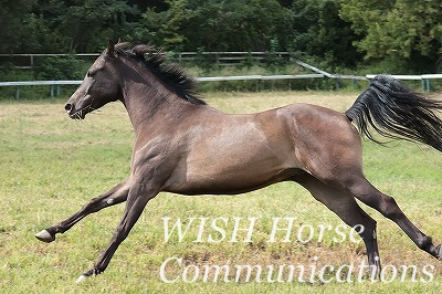 最高の乗馬