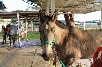 馬のたてがみ梳き