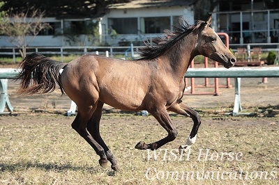 乗馬の踏み込み
