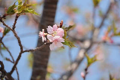 河津桜