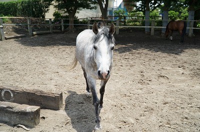 馬が好き