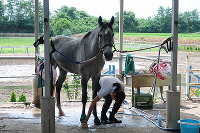 手入れも馬装も愛情調教