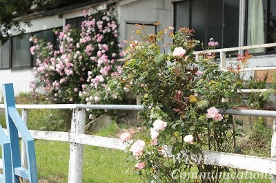 乗馬クラブのバラ