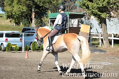 馬が愛情で応える乗馬