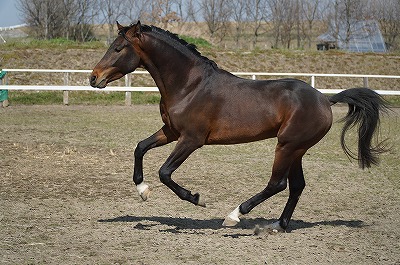 馬を大切にする乗馬クラブ