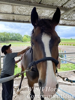 馬の手入れ