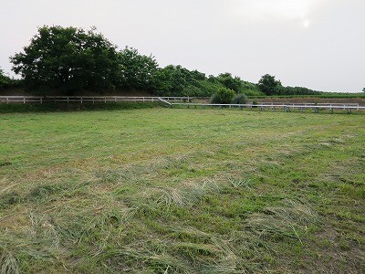 夏バテ防止に牧草を