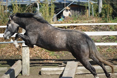 馬の自由飛越