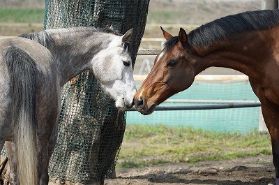 良い馬を育てたい