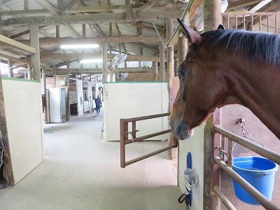 馬が甘えて鼻をならす