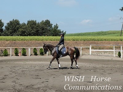 馬と話す乗馬