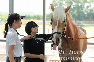 乗馬ビジター
