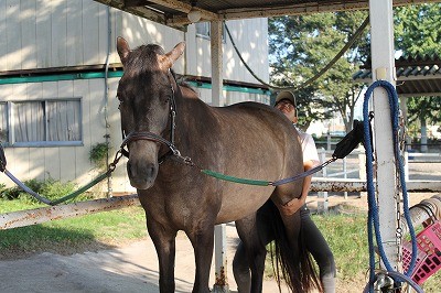 馬と心の絆を結ぶ