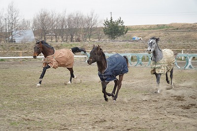 健康な乗馬は健康な馬から