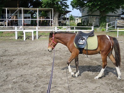 新馬調教　馬の瞬き
