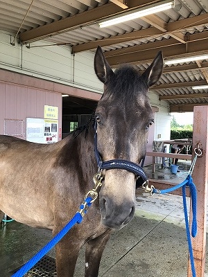 全日本馬場馬術大会