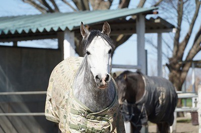 馬はおしゃべり