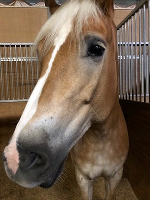 人に応えてくれる馬を育てることが大切