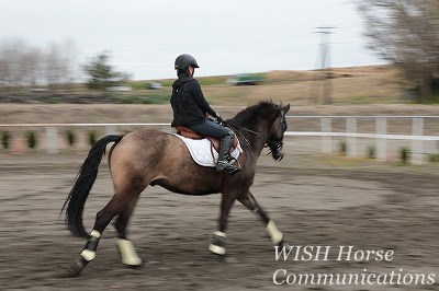 馬と一緒に駈ける乗馬